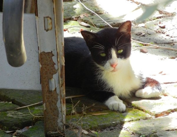 MamaCat, forever feral, but used to us after almost a decade. She’s the mother of our babies and she’s welcome to make her home in our garden for as long as she lives.