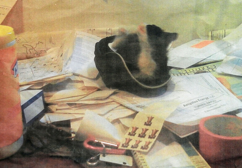 Wombat on Irv's desk, 4 mos. old