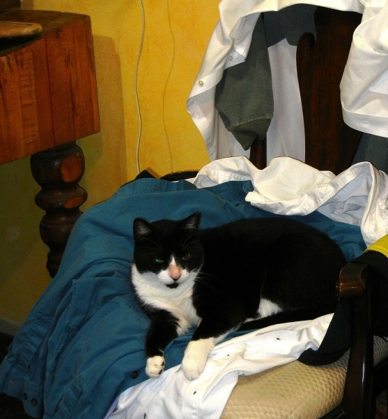 Mmm, Dad's clean shirts fresh out the dryer