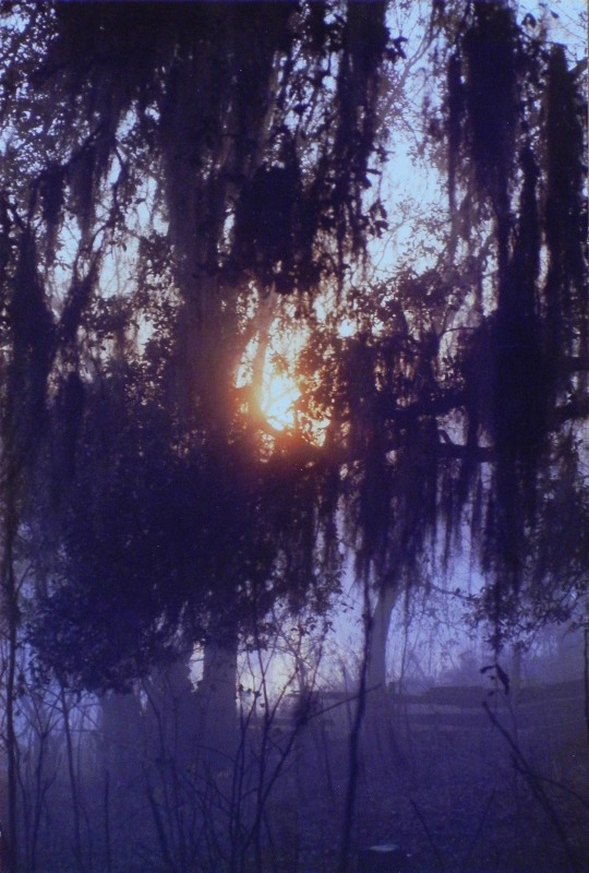 dawn thru moss-draped oaks on Bayou Teche