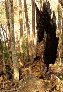 Remnant of the burnt oak's shell, decades after the fire