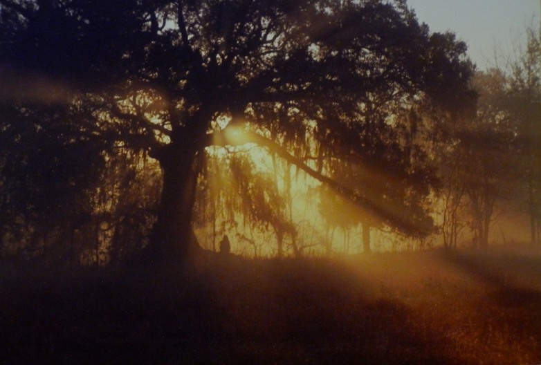an old oak on Bayou Teche at dawn